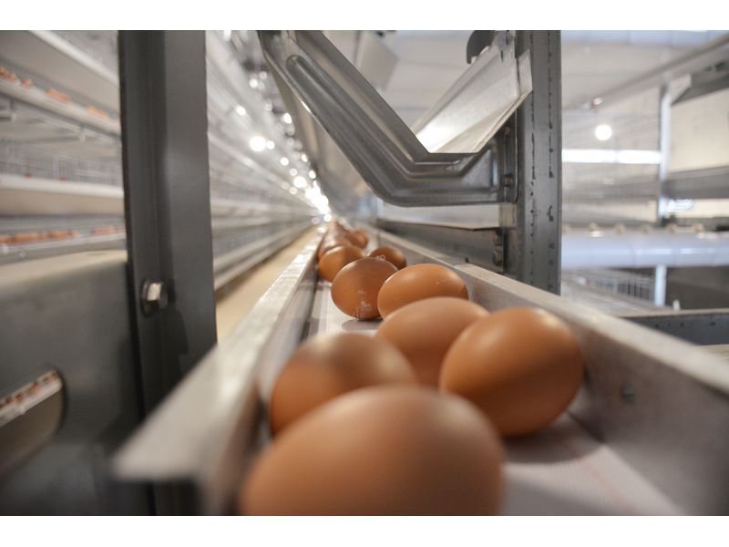 自动化养鸡设备应如何保养