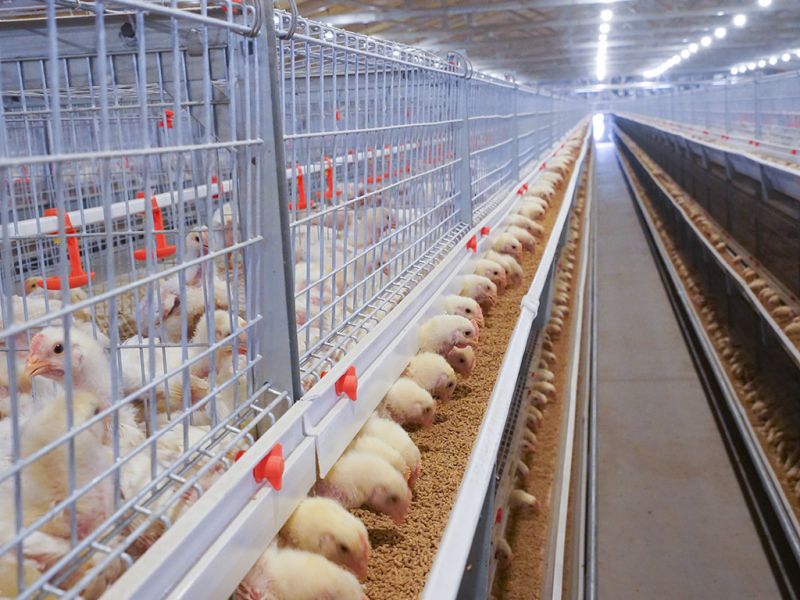 全自动化养鸡设备厂教你做好鸡场的规划