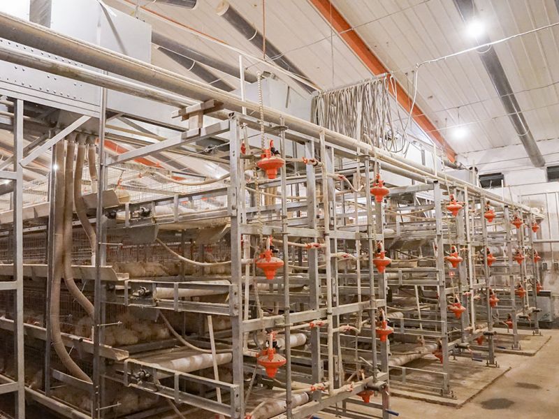 使用自动化蛋鸡养殖设备,日常保养工作要重视