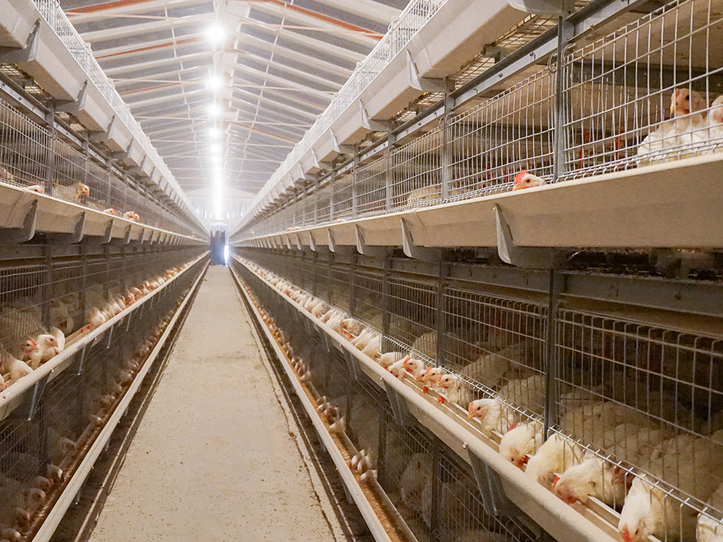 自动化养鸡设备之新方向新挑战