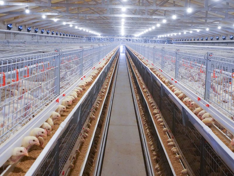 超高层叠养鸡技术养鸡业变革