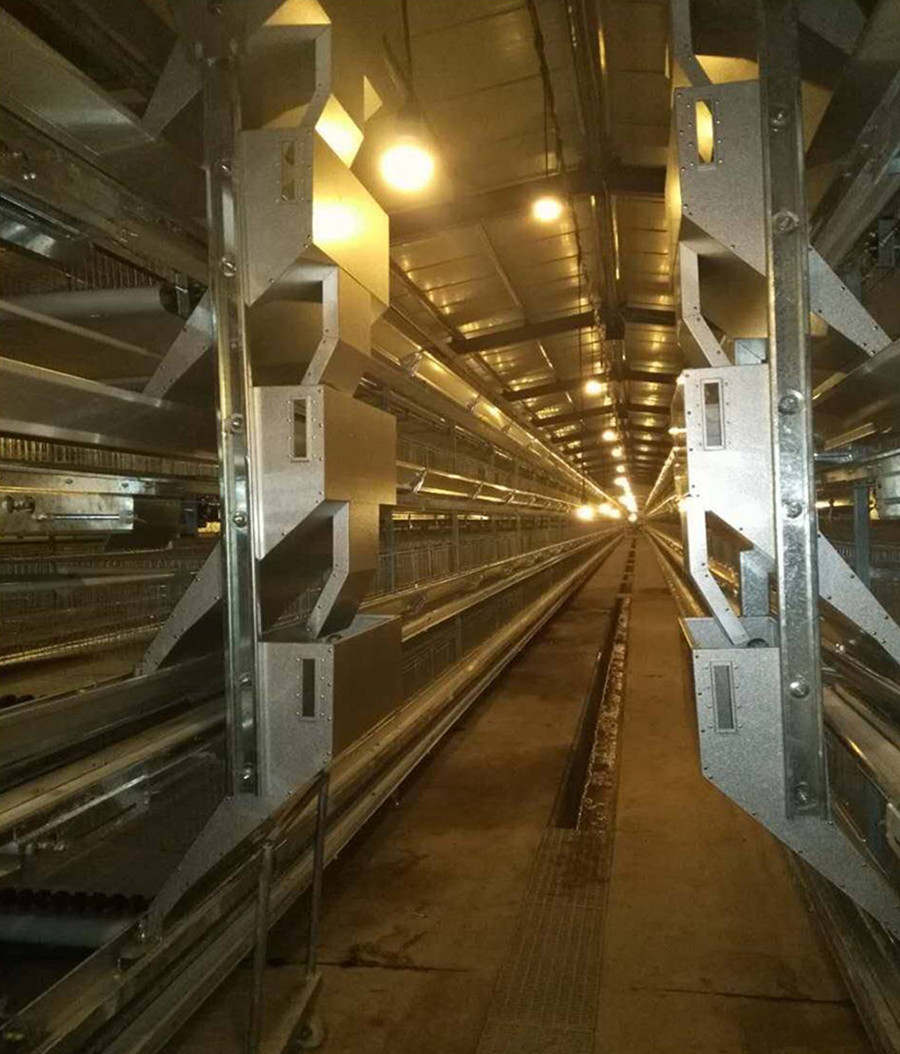 12层大规模产业养鸡:开启养鸡业新篇章
